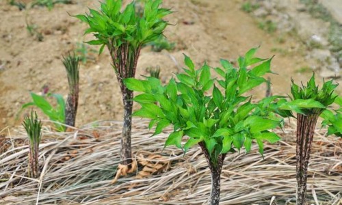 西洋参泡菊花的功效与禁忌-西洋参泡菊花的功效网 | 西洋参泡菊花的功效与禁忌,西洋参 菊花