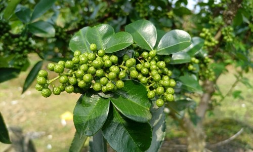 西洋参泡菊花的功效网 | 西洋参泡菊花的功效与禁忌,西洋参 菊花