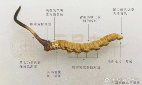 西洋参泡菊花的功效网 | 西洋参泡菊花的功效与禁忌,西洋参 菊花