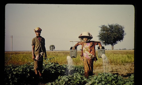西洋参泡菊花的功效与禁忌-西洋参泡菊花的功效网 | 西洋参泡菊花的功效与禁忌,西洋参 菊花